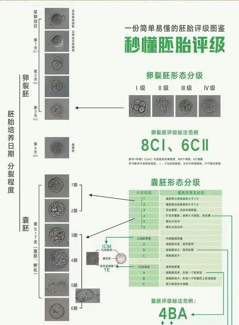 长沙卵裂胚评分高低怎么看 对试管成功率影响大吗